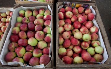 Rolnicy z AgroUnii w Biedronce podmienili jabłka. Teraz są naprawdę polskie