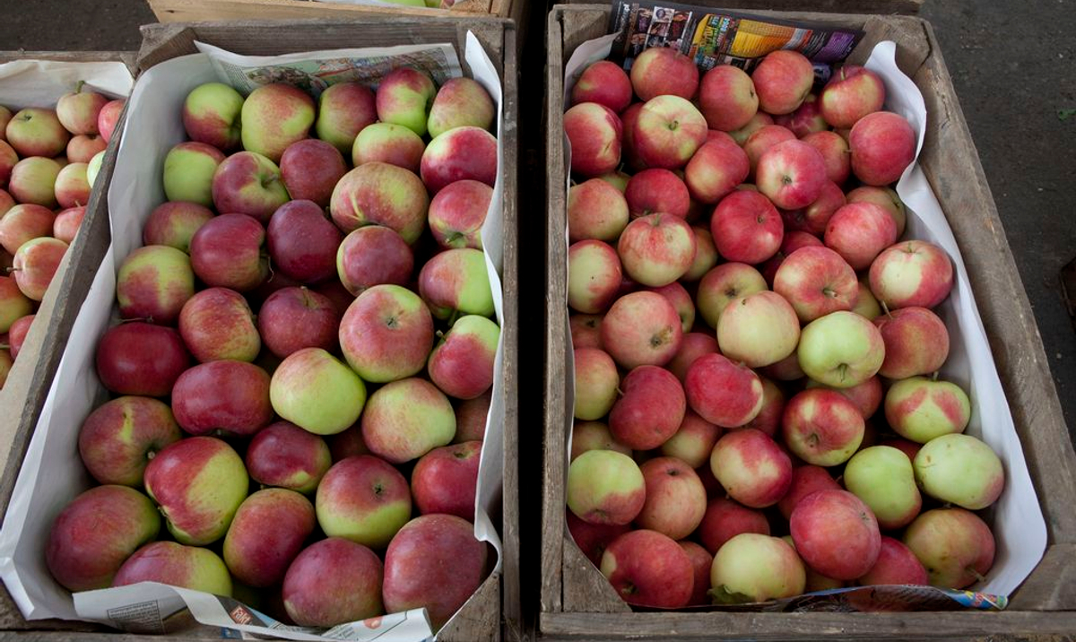 Rolnicy z AgroUnii w Biedronce podmienili jabłka. Teraz są