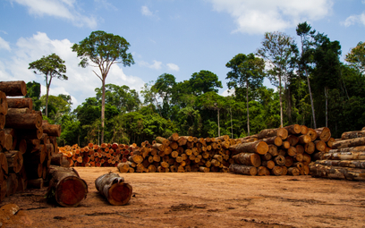 Unia zakazuje importu surowców z terenów dawnych lasów