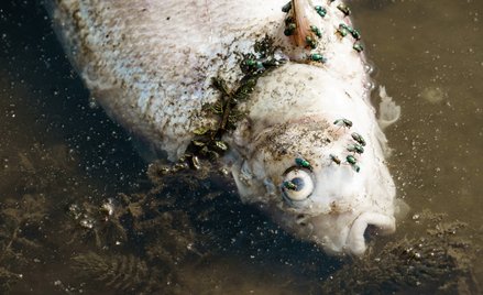 Minister środowiska Niemiec krytykuje niedostateczną współpracę z Polską