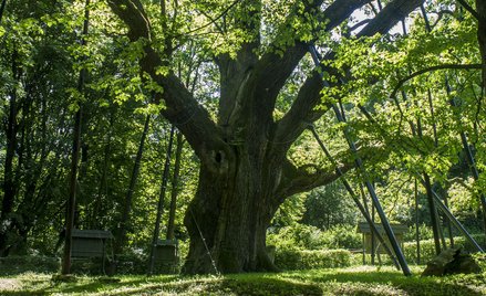 Dąb Bartek w 2015 r.