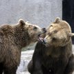 Niedźwiedzie z warszawskiego zoo