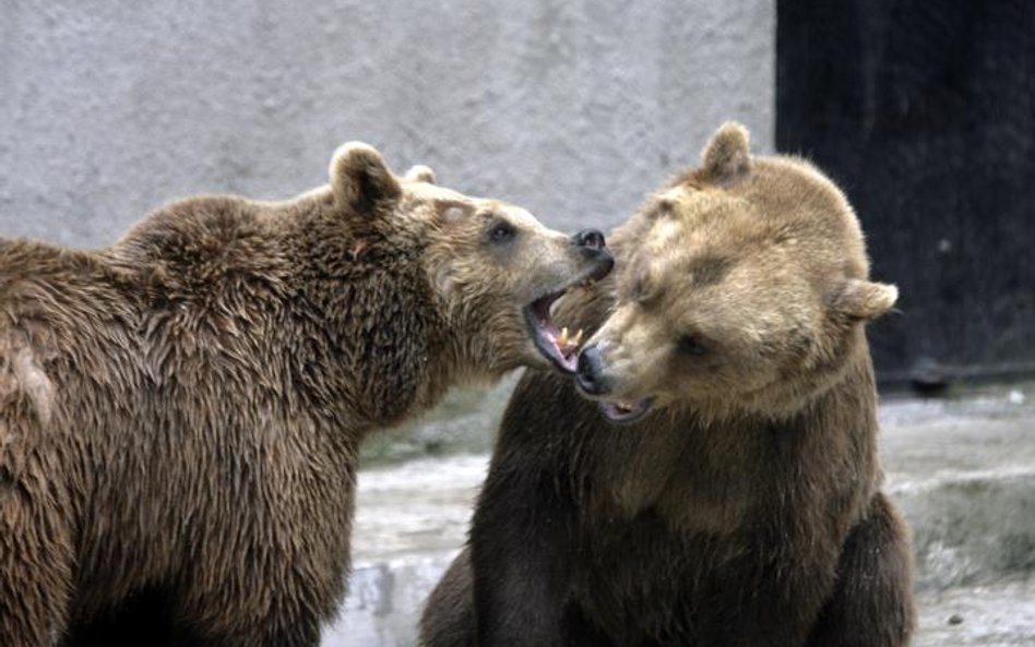 Niedźwiedzie z warszawskiego zoo