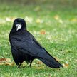 Gawron to jeden z najpopularniejszych w Polsce ptaków