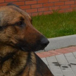 Owczarek "Vigo" jednego z włamywaczy złapał niemal w locie