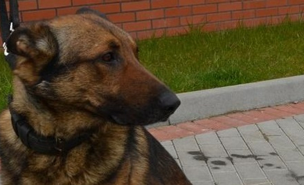 Owczarek "Vigo" jednego z włamywaczy złapał niemal w locie
