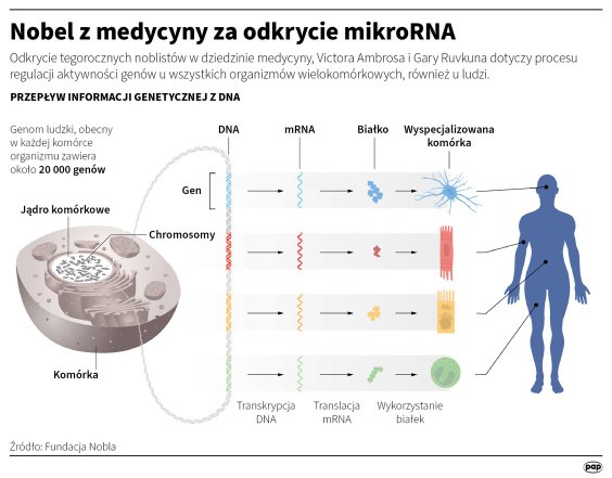 Nagroda Nobla za odkrycie mikroRNA