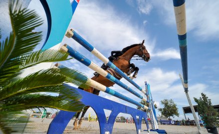 Wyścigowy koń w firmie, fiskus nie mówi nie