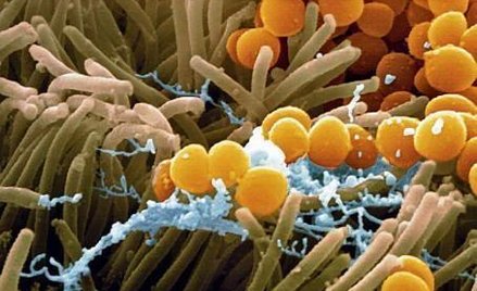 DNA opornego mikroba