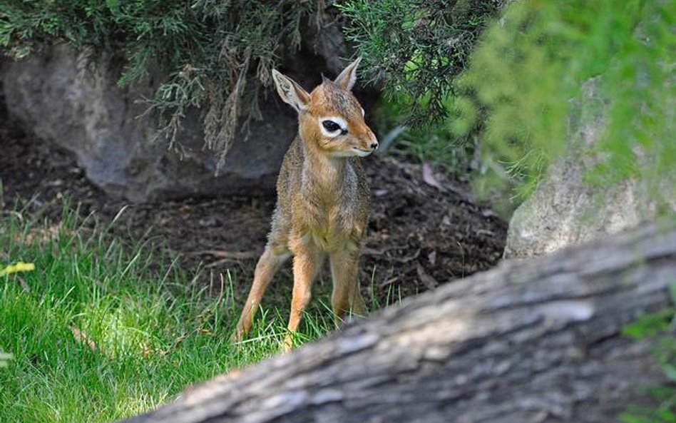 Dik-dik