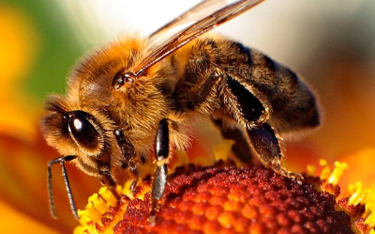 Ochrona pszczół to kluczowy element odbudowy bioróżnorodności / fot. Maciej A. Czyzewski