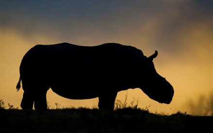 Thandi - samica nosorożca, której kłusownicy ucięli róg. Stała się ona symbolem walki z zabijaniem i
