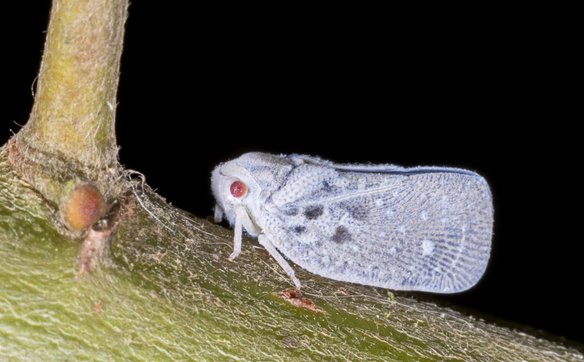 Biały skoczek (Metcalfa pruinosa) jest gatunkiem inwazyjnym i pochodzi z Ameryki Północnej