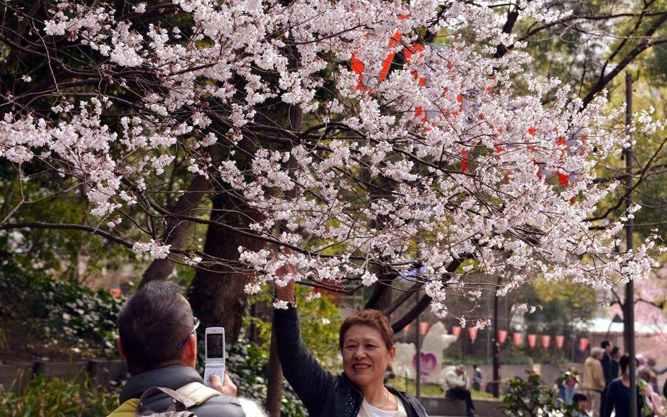 W Japonii rozpoczęło się święto kwitnącej wiśni