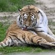 Tygrys syberyjski w jednym z czeskich ogrodów zoologicznych. Zdjęcie ilustracyjne