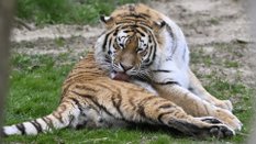 Tygrys syberyjski w jednym z czeskich ogrodów zoologicznych. Zdjęcie ilustracyjne