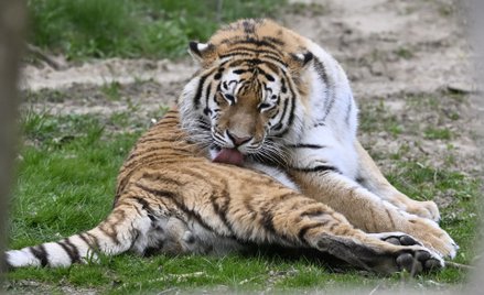 Tygrys syberyjski w jednym z czeskich ogrodów zoologicznych. Zdjęcie ilustracyjne