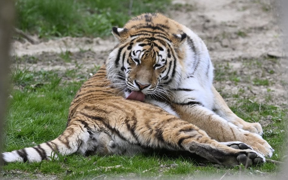 Tygrys syberyjski w jednym z czeskich ogrodów zoologicznych. Zdjęcie ilustracyjne