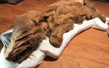 Kanada pokazuje niezwykłą mumię wilka sprzed 50 tys. lat