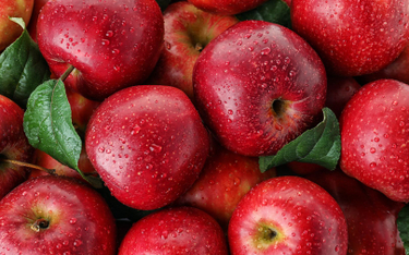 „Takiej obfitości dawno nie było”. Rekordowe zbiory jabłek i zbóż na Ukrainie
