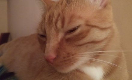 Do baru zabierz kota albo psa