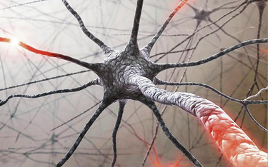 Rozpad otoczki mielinowej prowadzi do zaburzenia w przesyłania impulsów nerwowych.
