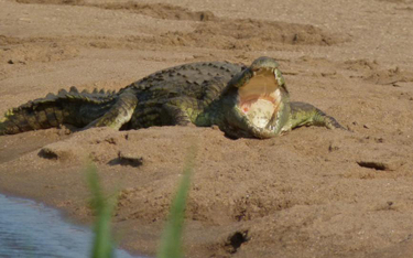 Krokodyl w Petersburgu