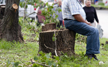 Wycinka drzew: nie będzie 54 tys. zł kary za pomyłkę w wyliczeniu terminu
