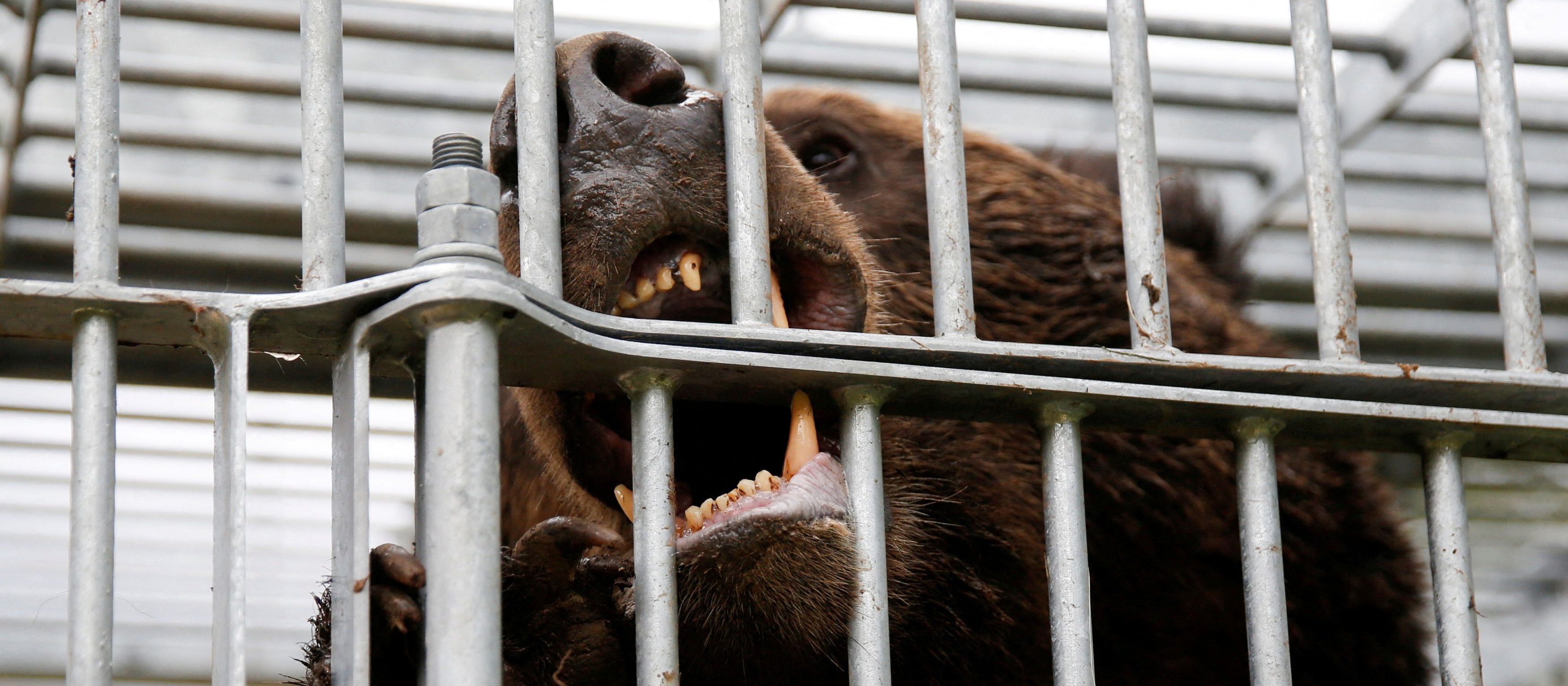 Niedźwiedzie atakują. Władze Japonii reagują na prośby o pomoc, do akcji wkroczyli żołnierze