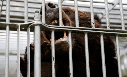 Niedźwiedź brunatny gryzie klatkę, w której jest uwięziony. Fotografia ilustracyjna wykonana w Sunag