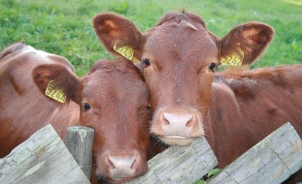 Sejmowa podkomisja będzie się zajmowała projektem ustawy przywracającej ubój rytualny.