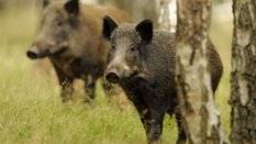 W okresie od maja 2024 roku do października 2025 roku w stolicy uśmiercono 881 dzików