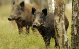 W okresie od maja 2024 roku do października 2025 roku w stolicy uśmiercono 881 dzików