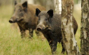 W okresie od maja 2024 roku do października 2025 roku w stolicy uśmiercono 881 dzików