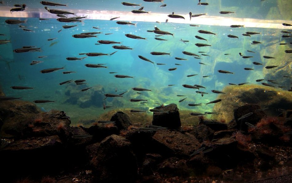 Oceanarium w Rotterdamie