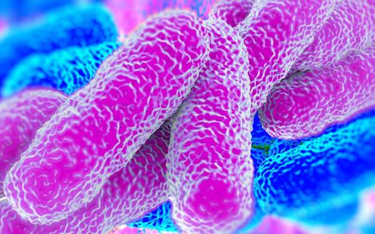W układzie pokarmowym człowieka mieszka 100 milionów milionów bakterii, to więcej niż liczba komórek