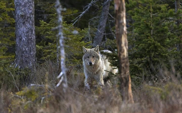 Kampinoski Park Narodowy jest w stanie pomieścić jedną watahę wilków (maksymalnie 20 osobników)