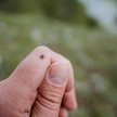 Badania czeskich naukowców wskazują, że kleszcze mogą częściej wybierać osoby z określoną grupą krwi