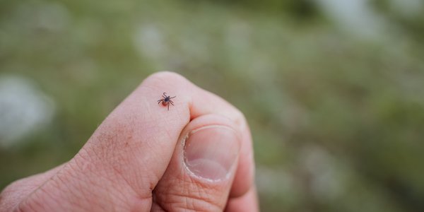 Naukowcy sprawdzili, kogo wybierają kleszcze. Mają ulubioną grupę krwi