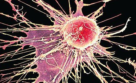 Największe szanse na nagrodę z fizjologii i medycyny mają odkrywcy komórek macierzystych