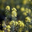 OPEC oskarża producentów biopaliw