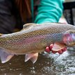 Jesteśmy dziewiątym producentem pstrągów słodkowodnych na świecie oraz szóstym w Europie