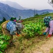 Zimą może zabraknąć herbaty Darjeeling