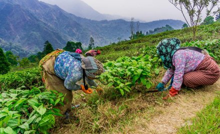 Zimą może zabraknąć herbaty Darjeeling