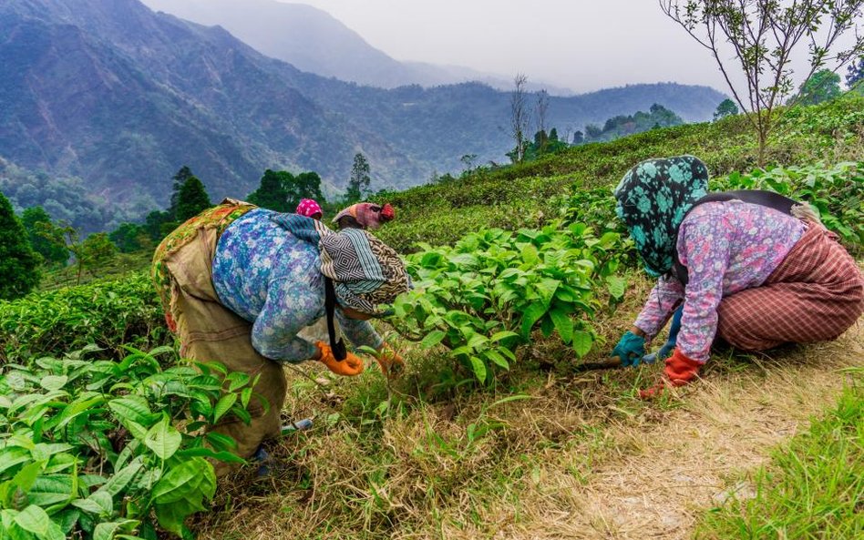 Zimą może zabraknąć herbaty Darjeeling