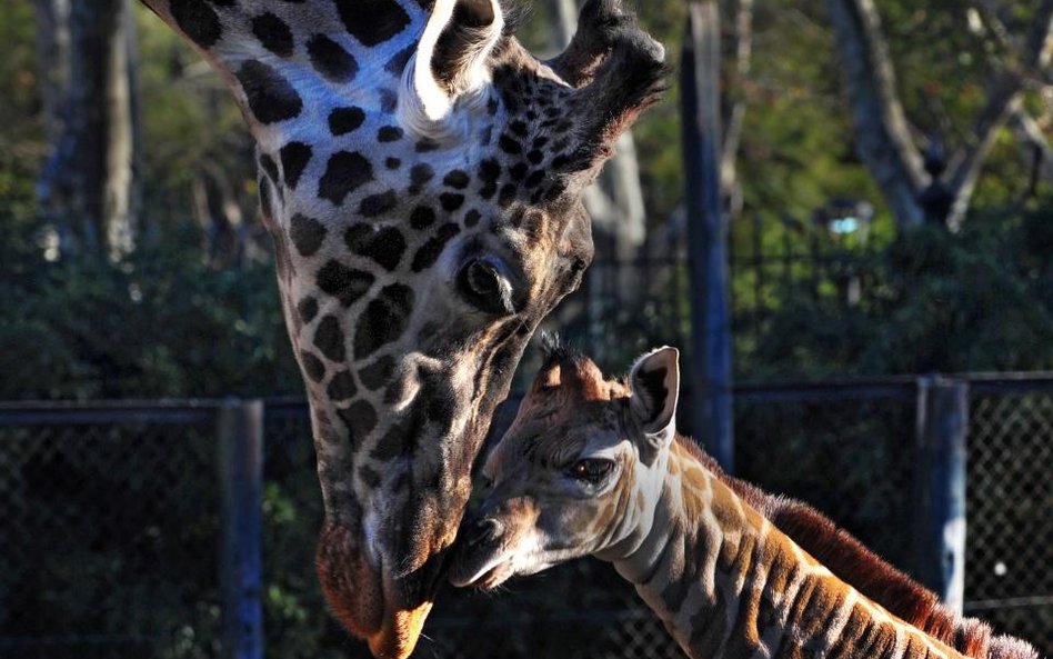 Nowa mieszkanka argentyńskiego zoo