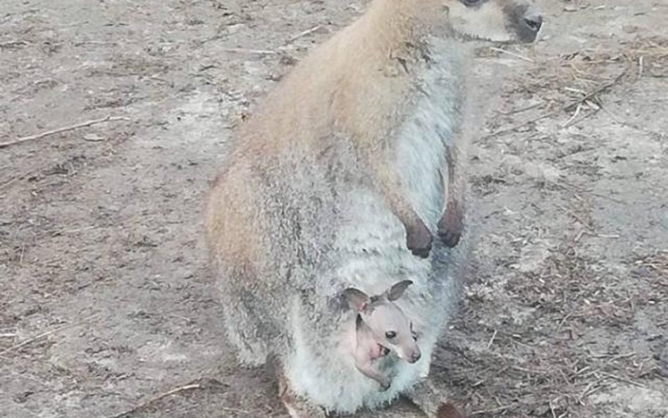 Zaginiona kangurzyca wraz z młodym z Kielna. Właściciel czeka na sygnały o zwierzęciu.