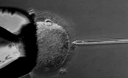 Dzieci trojga rodziców