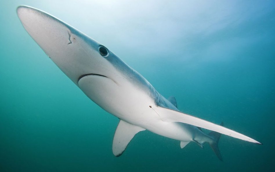 Występuje na głębokości od 1-30m. Jest jednym z najszybszych rekinów, w wodzie rozwija prędkość do 5