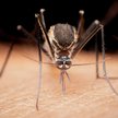 Komary Aedes aegypti mogą przenosić choroby tropikalne